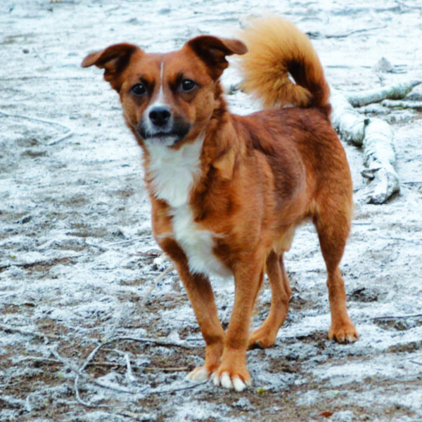 „WG GESUCHT“ für Herkules Terrier-Mix, männl., geb. unbekannt