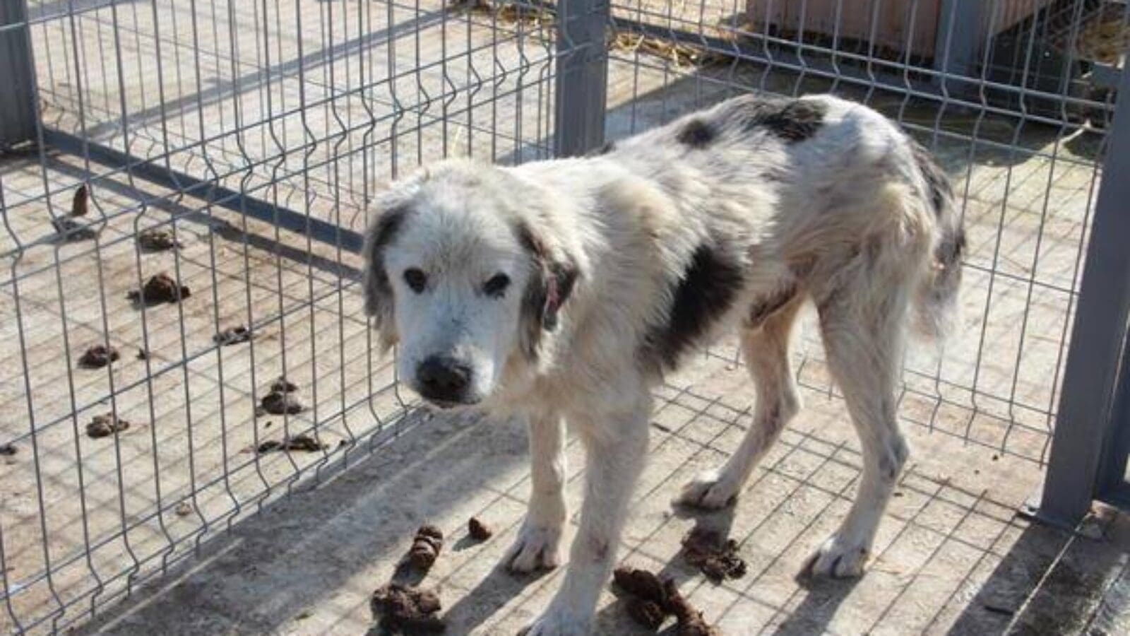 Spendenaktion für die lebensrettende Ausreise von rumänischen Hunden
