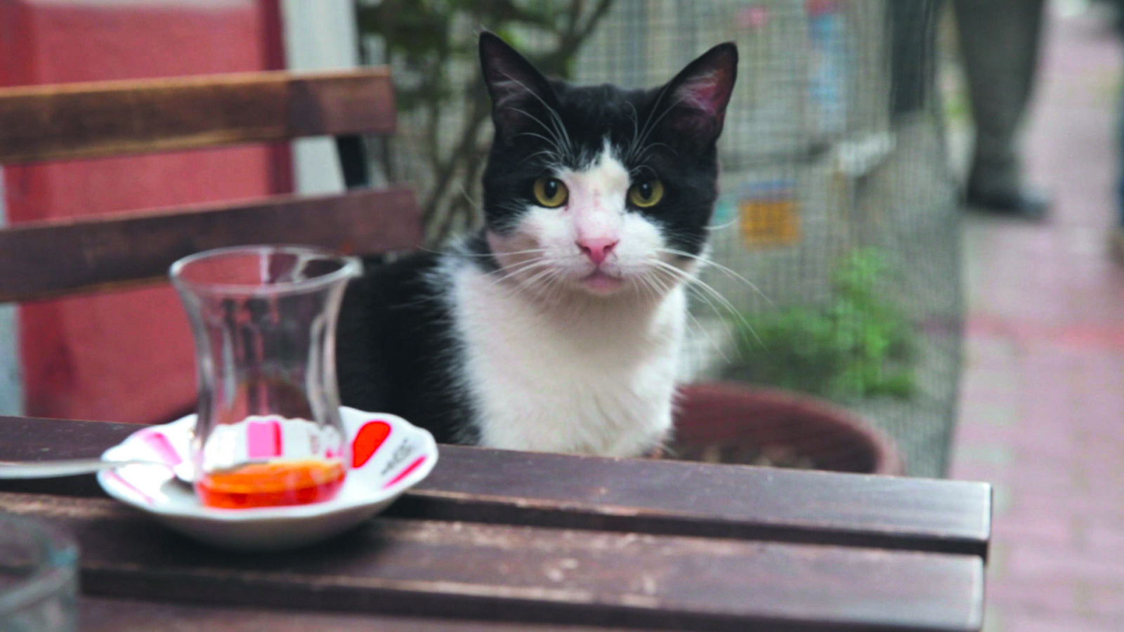 Kedi – Von Katzen und Menschen US/TK 16, ab: 10.08., R: C. Torun