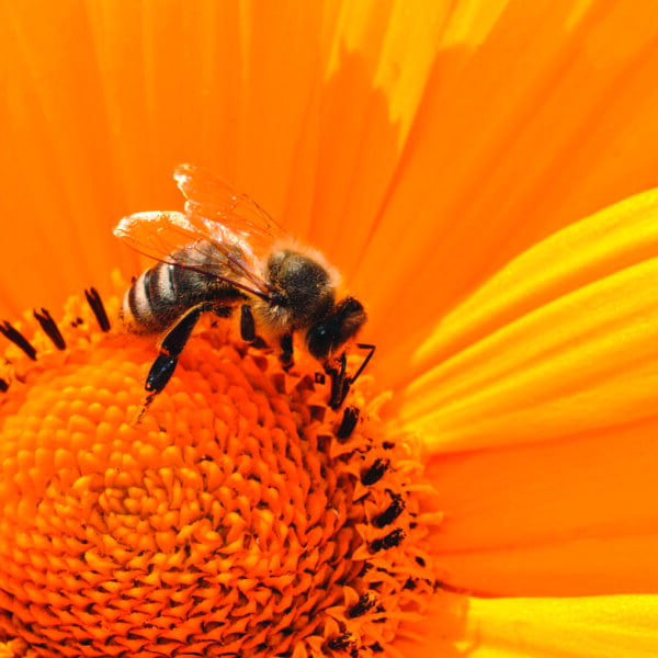 Hilfsaktion für Bienen