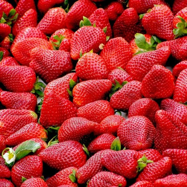 STRAWBERRY FIELDS FOREVER … Erdbeeren ernten in und um Hamburg