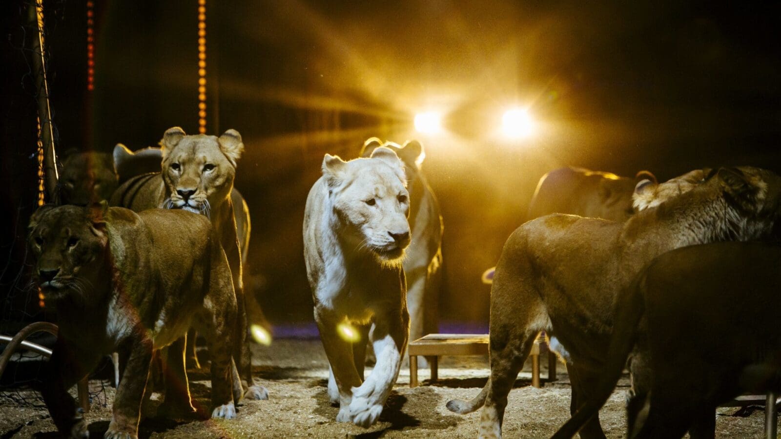 Circus Krones gelebter Tierschutz – der Lacey Fund