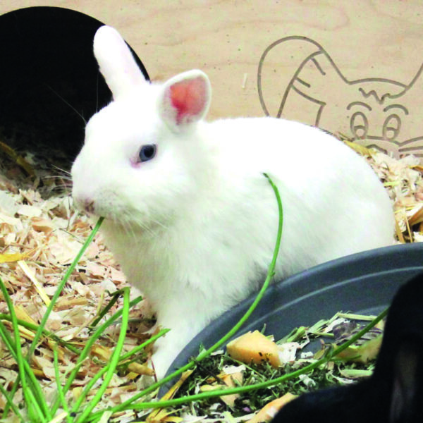 WG gesucht für Mucki