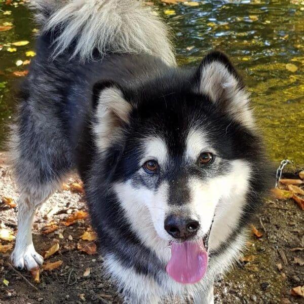 WG gesucht: Tierheim Hund Ivan